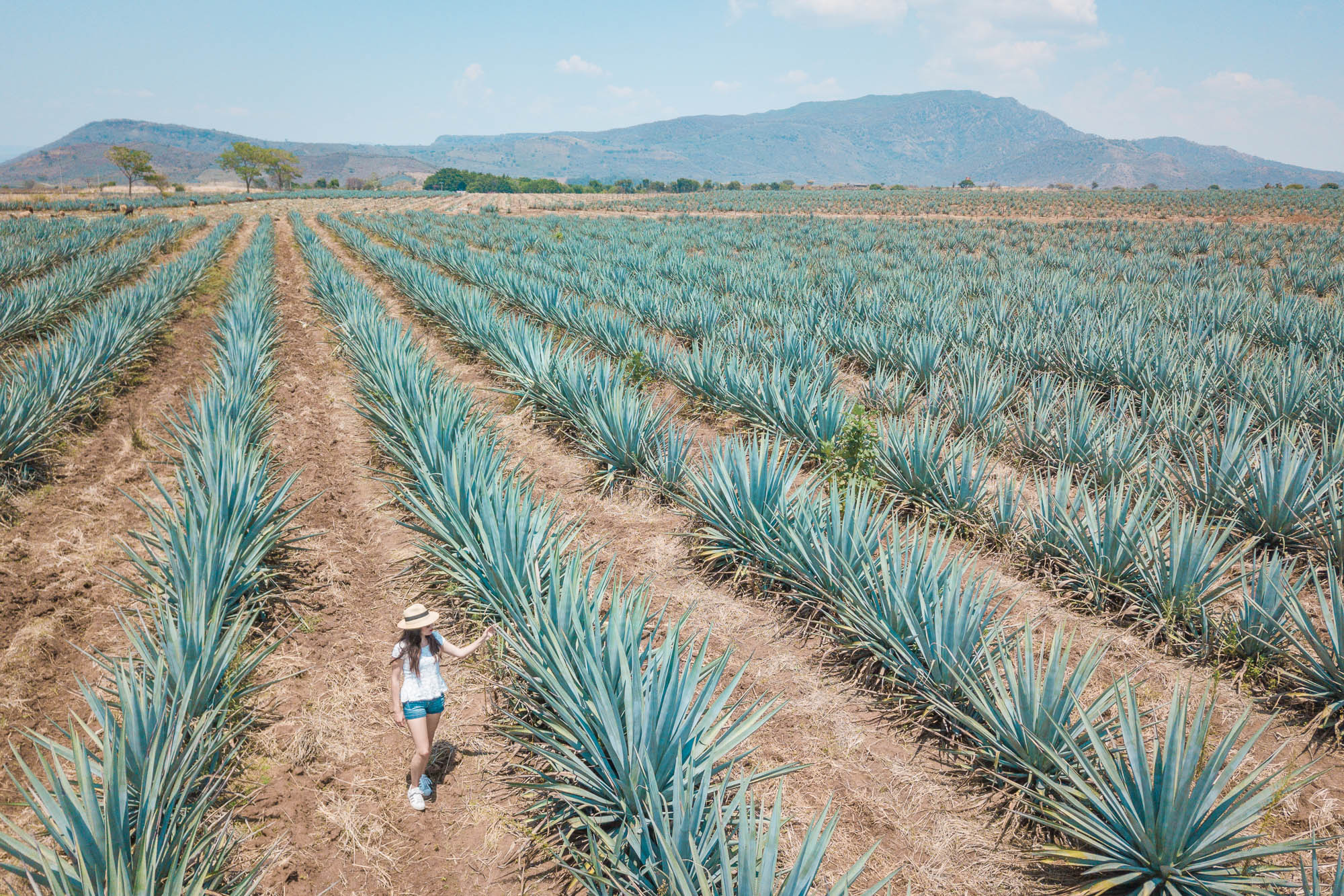 Cosas Que Hacer En Tequila Sin Postal