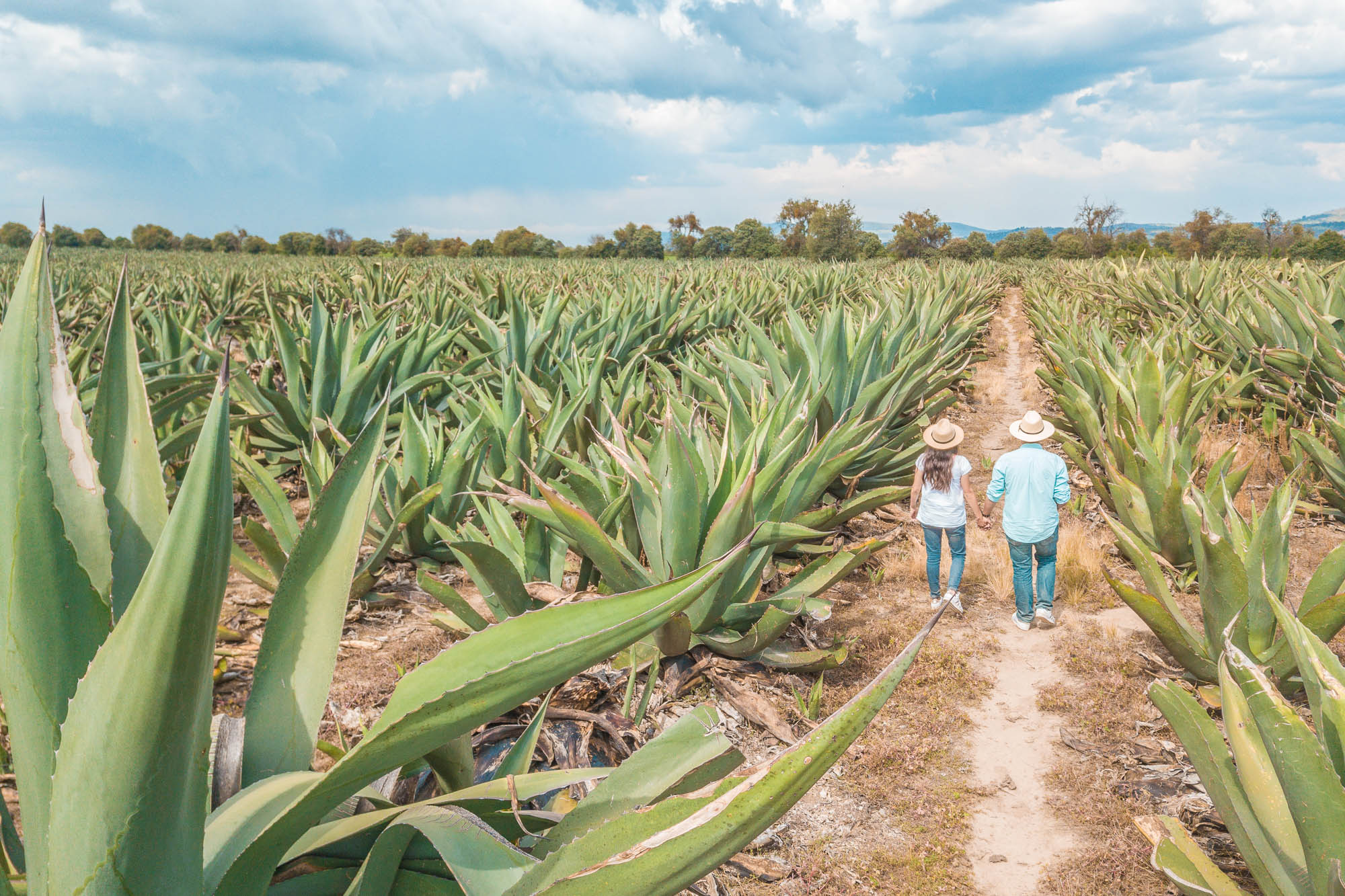 Ruta Del Pulque Sin Postal