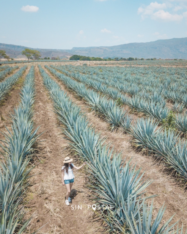 Las 10 Mejores Cosas Que Hacer En Tequila Sin Postal